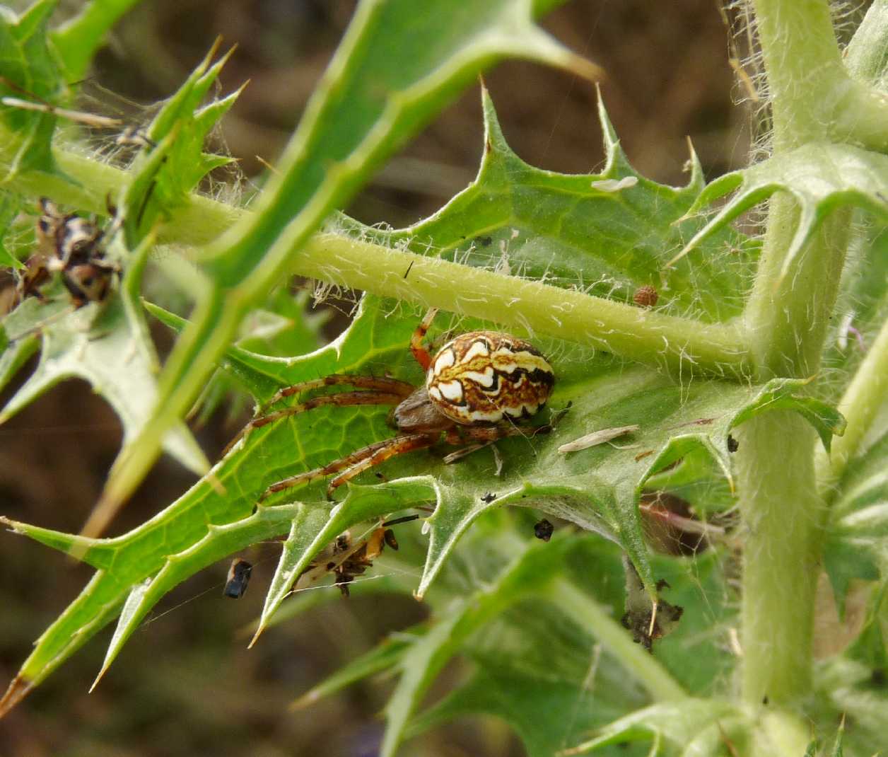 Neoscona adianta; Aculepeira armida